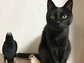 道頓堀の橋の下で生まれたミックス猫「トト」　とにかく甘えん坊