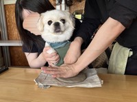 手を押さえられてちょっとびっくりする様子のぽんちゃん（提供：ぽん助さん）