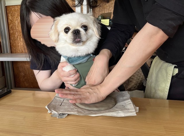 手を押さえられてちょっとびっくりする様子のぽんちゃん（提供：ぽん助さん）