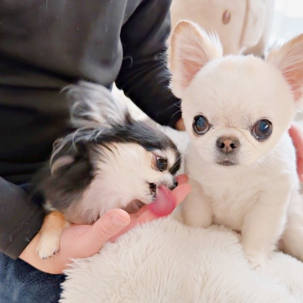 大好きなパパの手をペロッと舐めるえびちゃんと、きょとん顔のうにちゃん（画像提供：うにちゃん＆えびちゃん）