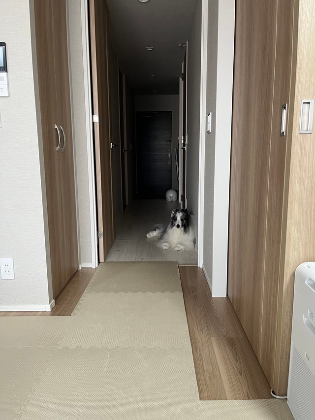 編集部に送られてきた、トイレの前でママさんの出待ちをしているシャロくんを写した写真（画像提供：シャロかわさん）