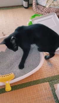 畳の上が大変です（画像提供：cats5_hachiさん）