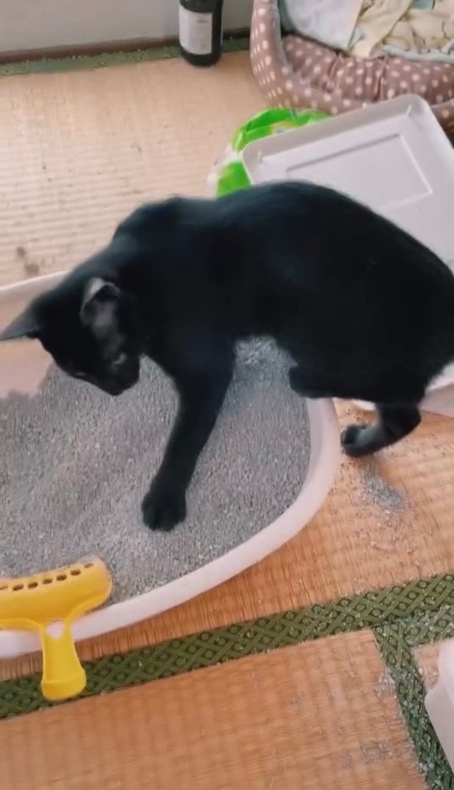 畳の上が大変です（画像提供：cats5_hachiさん）