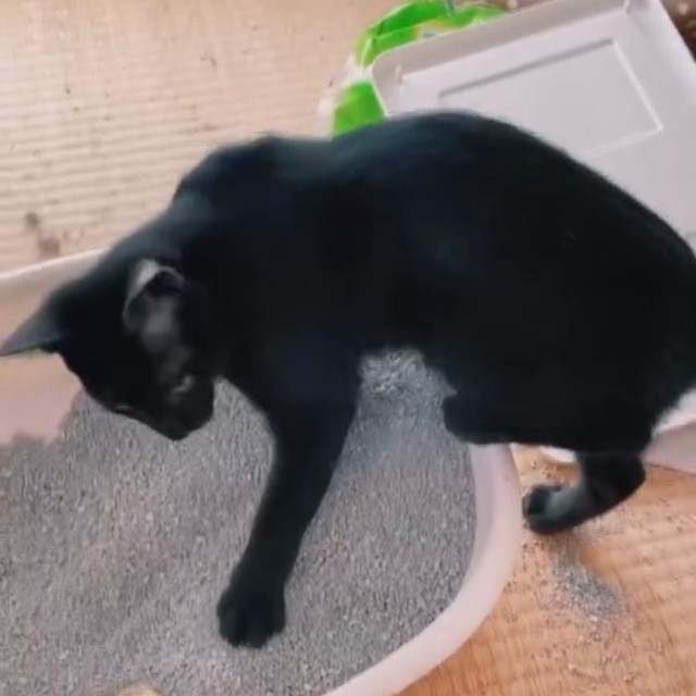 畳の上が大変です（画像提供：cats5_hachiさん）