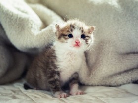 ひざの上で頼りなく震える小さな子猫「ピーヤ」　無事に育ってくれるだろうか