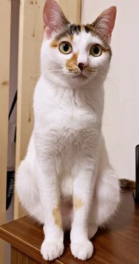 元気いっぱいに成長中！ 三毛猫の果生ちゃん（画像提供：YouTubeチャンネル「三毛猫かなり」さん）