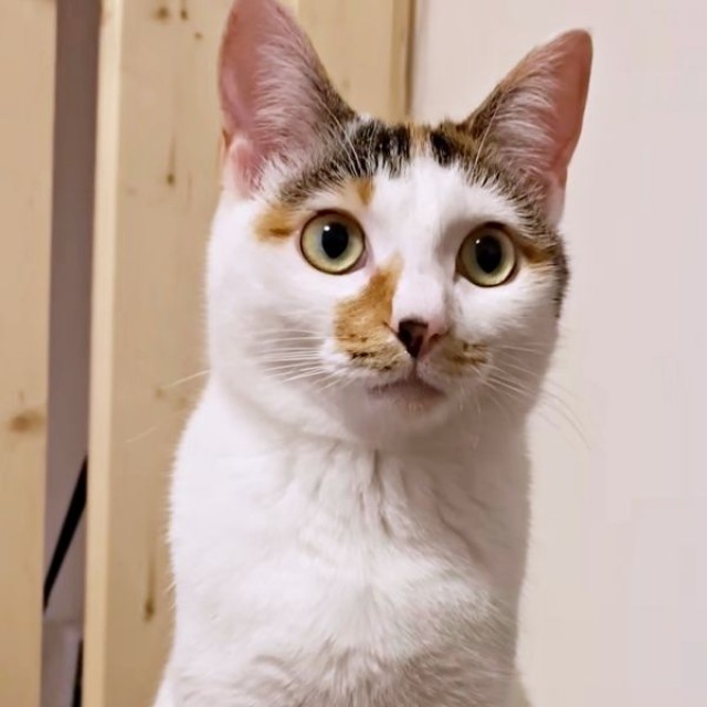 元気いっぱいに成長中！ 三毛猫の果生ちゃん（画像提供：YouTubeチャンネル「三毛猫かなり」さん）
