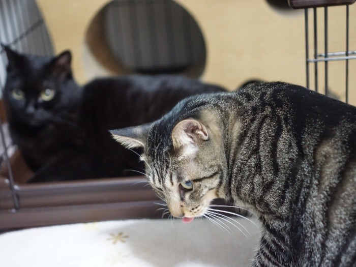 オレのごはんも食べちゃったよ