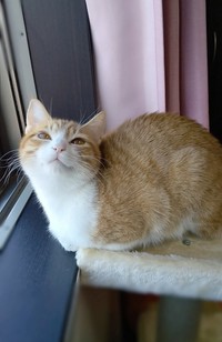 ご機嫌さんのプリンちゃん＝めろぷりさん（@mero627puri914）提供
