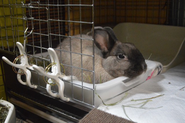 “アゴのせ”がお気に入り