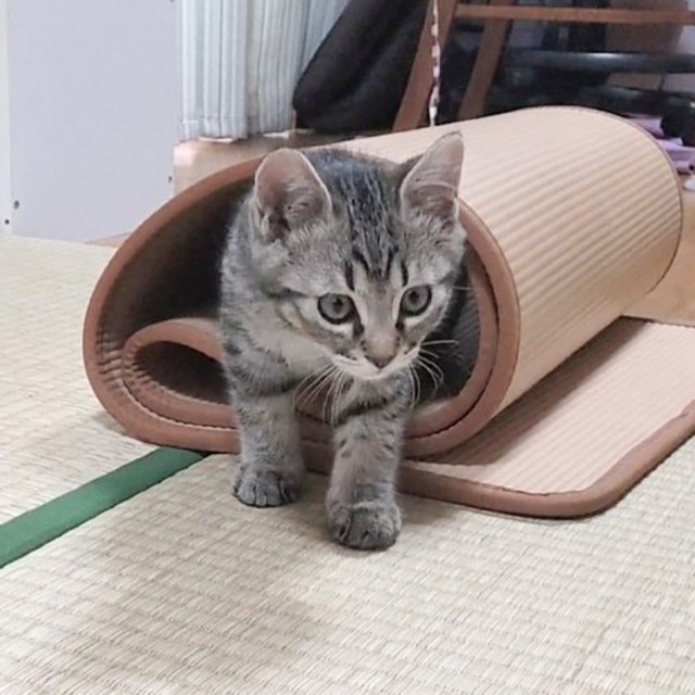 子猫時代、好奇心旺盛な様子のそらくん（画像提供：車で来た猫そらさん）