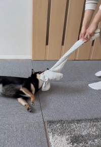 タオルにかみつきながら引きずられる柴犬さんがTwitter上で話題に（「豆柴のなな」さん提供、Twitterよりキャプチャ撮影）