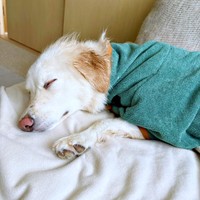 シャンプーを終えてすやすや眠るハニちゃん（画像提供：薄茶のいぬさん）
