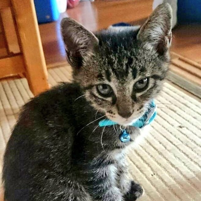 T家に迎えられたばかり生後約2カ月のトンくん