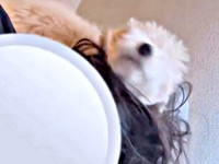 激しくスリスリを続けるボサノヴァちゃん（画像提供：犬を見てさん）