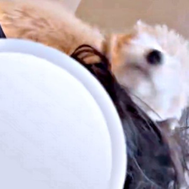 激しくスリスリを続けるボサノヴァちゃん（画像提供：犬を見てさん）