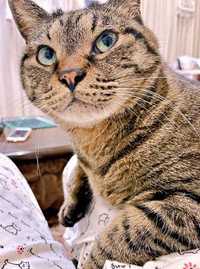 保護して10年、、初めて自分から膝に乗ってきたフクくん（画像提供：なみおさん）