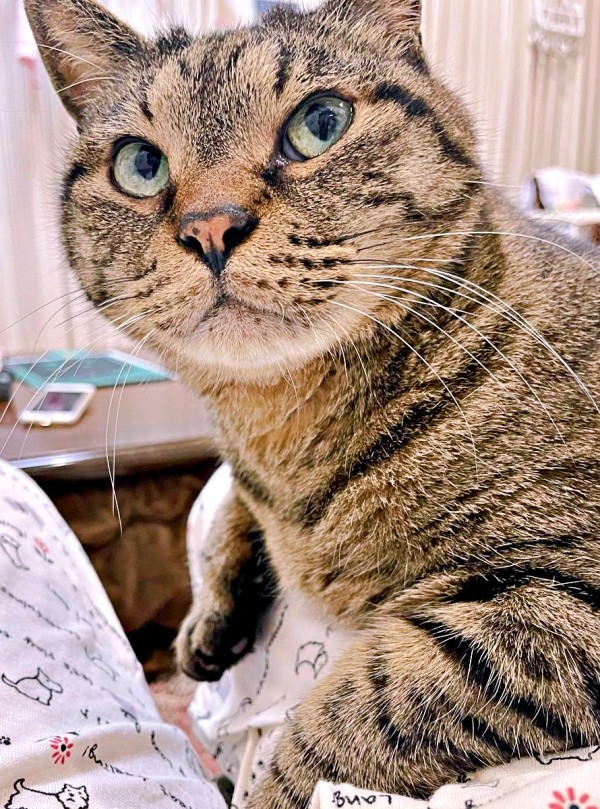 保護して10年、、初めて自分から膝に乗ってきたフクくん（画像提供：なみおさん）