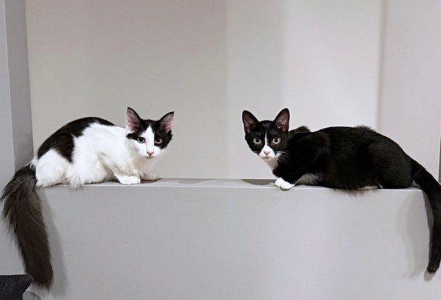 姉妹猫（左から）アンちゃん、ミッシェルちゃん（画像提供：ModCraneさん）