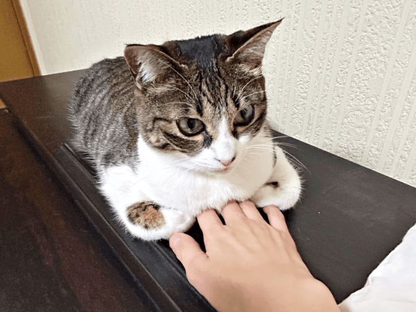 思わず触りたくなる！ クロエちゃんの胸下に手を入れてみる飼い主さん（画像提供：真顔のクロエさん）