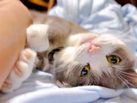 うっとりとした表情を浮かべながらふみふみするしらたまくん（画像提供：わがやのねこさん）