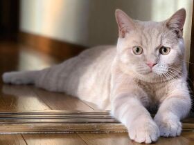 爪切りだってなんのその　ブリティッシュショートヘアの「ろくさぶろう」