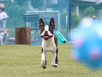 ボールを追いかけるチャビィくん（画像提供：チャビィ Chabyさん）