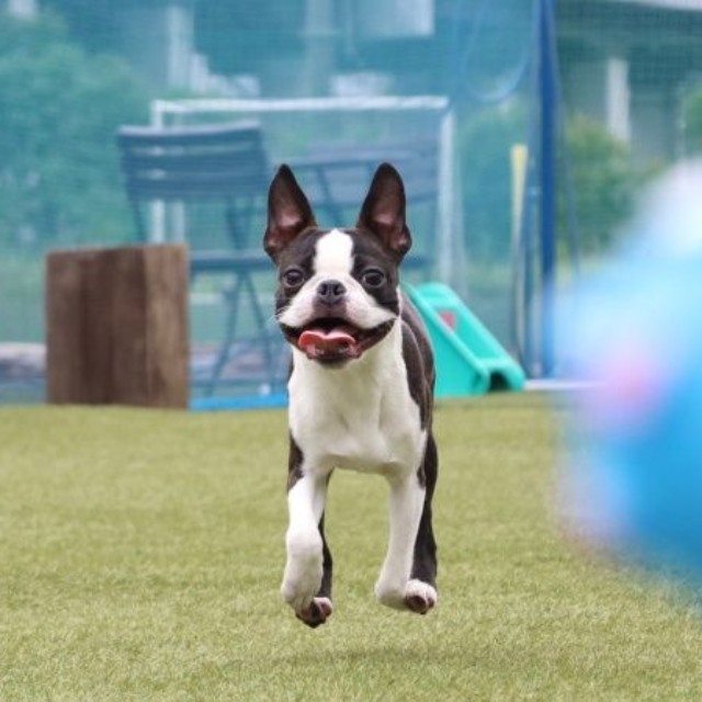 ボールを追いかけるチャビィくん（画像提供：チャビィ Chabyさん）