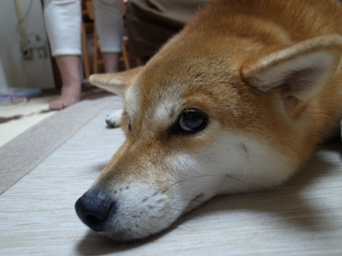 どこか散歩に連れてって