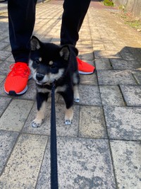 ちいさな身体で「拒否柴」中！（画像提供：豆柴ごま娘さん）