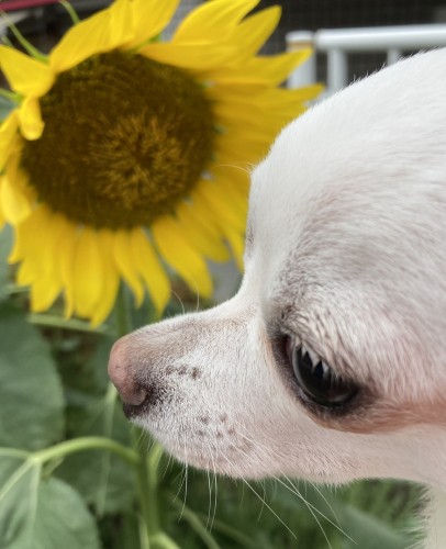散歩にどんどん慣れて、夏はひまわりを見たり