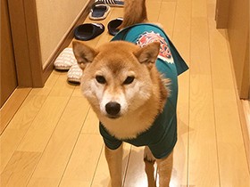 みてみて、廊下にいっぱいスリッパ集めたよ　柴犬の「藍 」