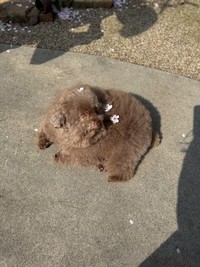 うららかな春の日のちろるちゃん（画像提供：ごつもりプードルさん）