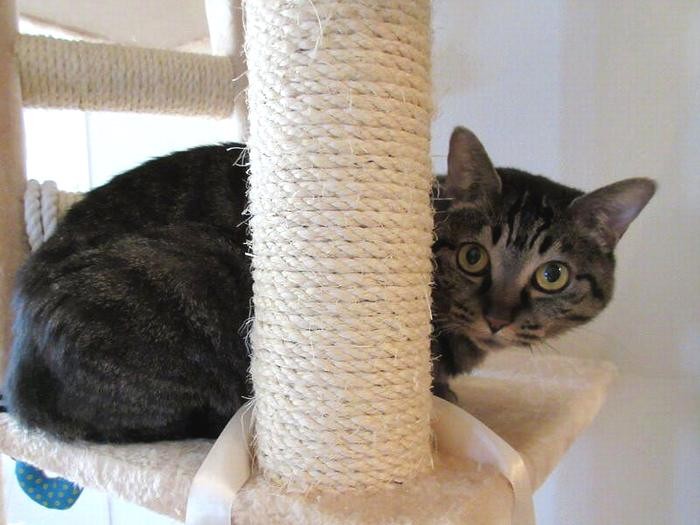 もともとビビリだったキジトラ猫「モモ」