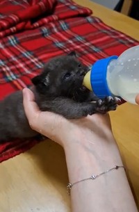 生きてほしいと願いながらの授乳