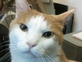 猫のご飯を変えるのってこんなに大変だったっけ？　医療用フード騒動記