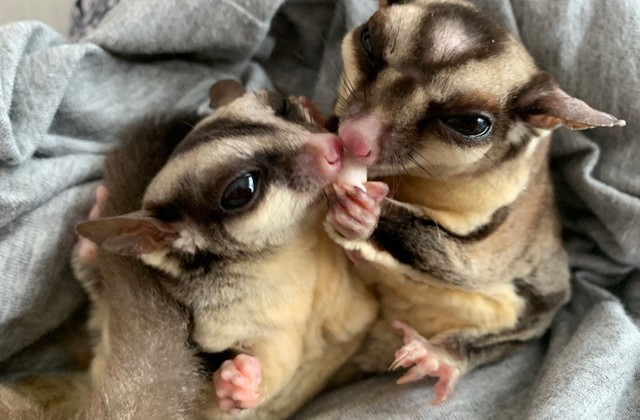 ぱんちくん（右）のおやつをこむぎちゃんが横取りした決定的瞬間（提供：フクロモモンガのぱんち（こむぎほっぷれんげ）さん）