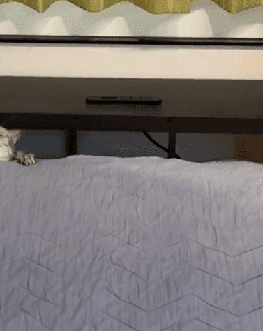 ベッドを新しくしたら…？（画像提供：あんこともなか 充電ねこさん、動画よりキャプチャ、画像を一部トリミング）