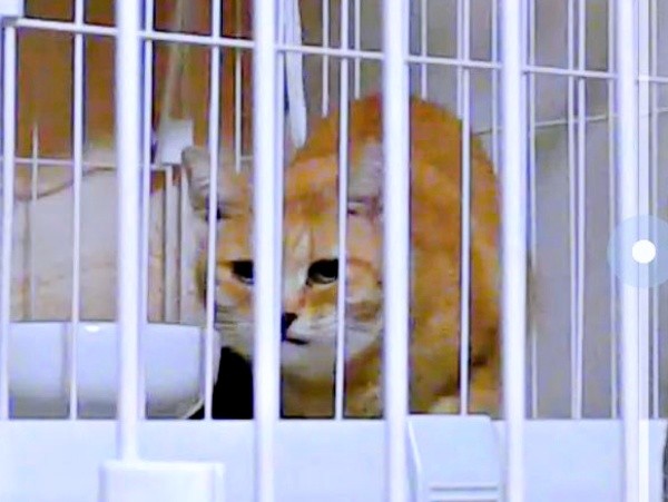 保護後、ケージの中で様子をうかがうツナちゃん（画像提供：元野良猫ツナさん）