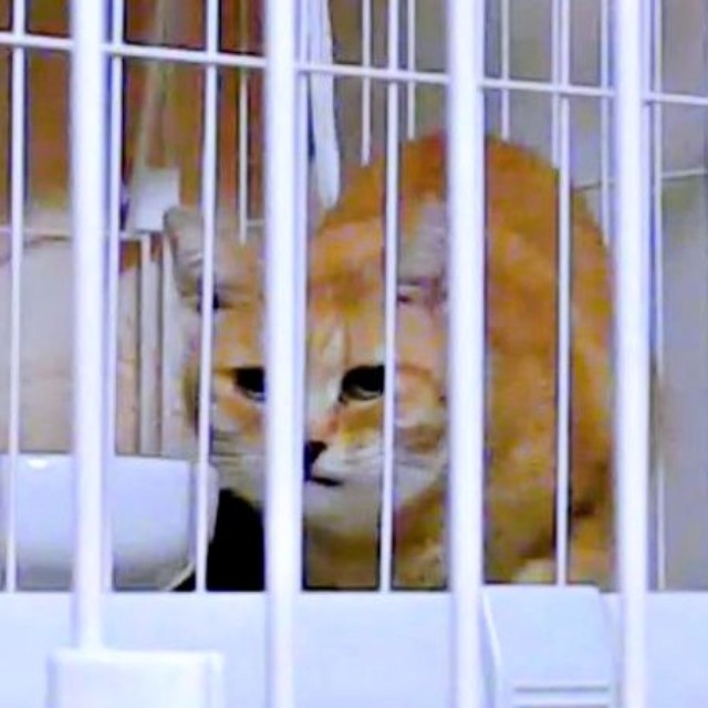 保護後、ケージの中で様子をうかがうツナちゃん（画像提供：元野良猫ツナさん）