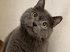 寝転んで猫じゃらしチョイチョイ　まったり好きな猫「ナルト」