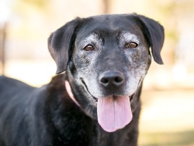 ずっと徘徊する老犬に飼い主は寝られず　これって大丈夫？愛犬にできることは？