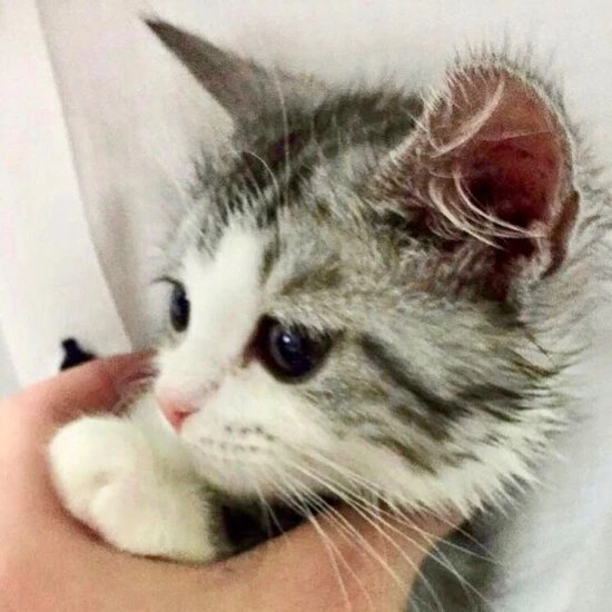 家にきたころの「もずく」