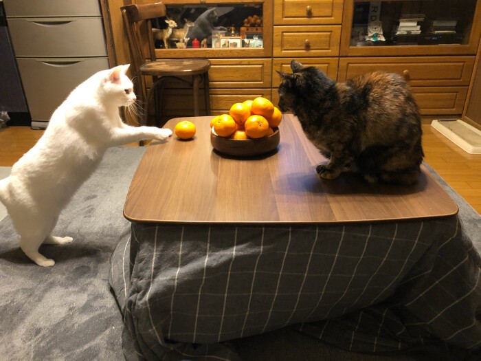 「やめい！」姐さんのひとにらみ