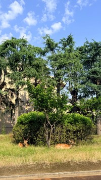 正門脇緑地でくつろぐ両親　画像提供：奈良県立大学