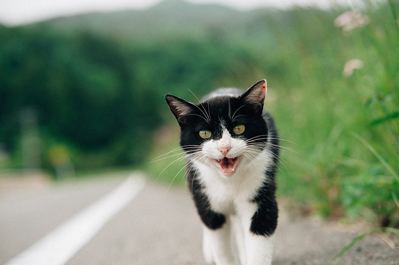 散歩中の「うた」にばったり。声をかけると、私の足元まで一直線に（2012年6月3日撮影）