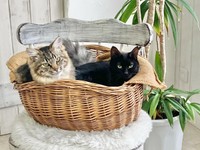 まるで本当の姉妹！ 仲良くカゴの中でくつろぐ（左から）ルナちゃん、先住猫・ジジちゃん（画像提供：なちゅふぉとさん）