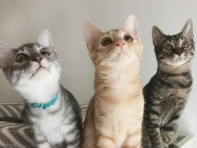 猫ともっと幸せに！　猫にやさしい動物病院