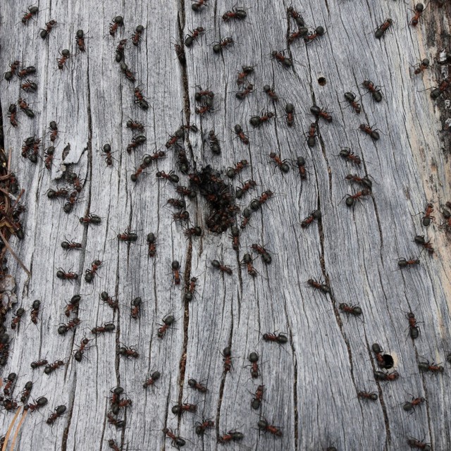 ミシュラン星付きレストラン、アリを使用したヨーグルトを提供