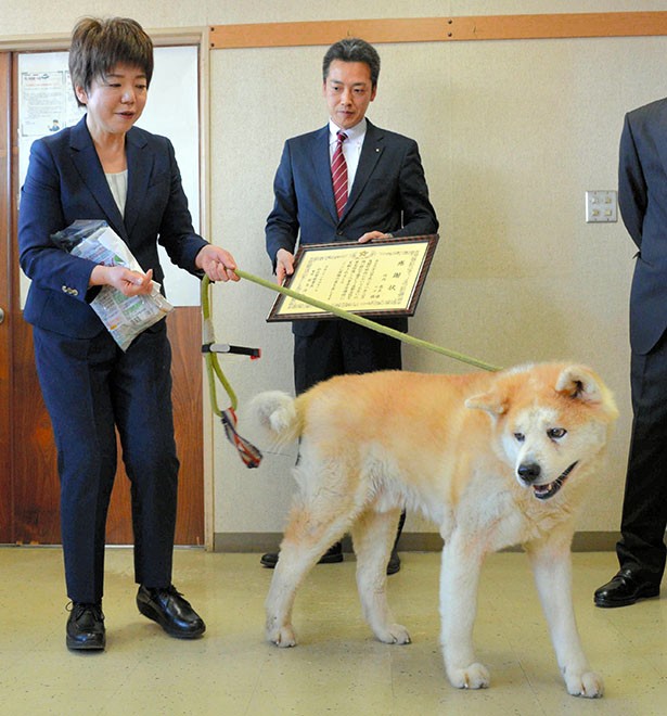 Japanese store police dog